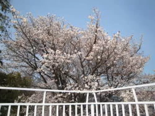 Mobile sakura